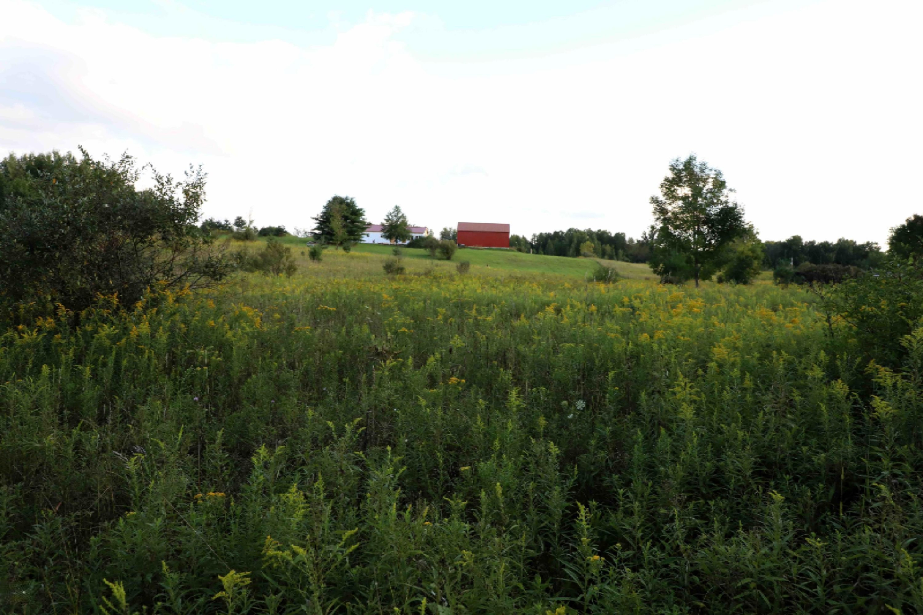 Tbd West Gates Road Howard City, MI 49329 - Photo 13 of 19 FD 9