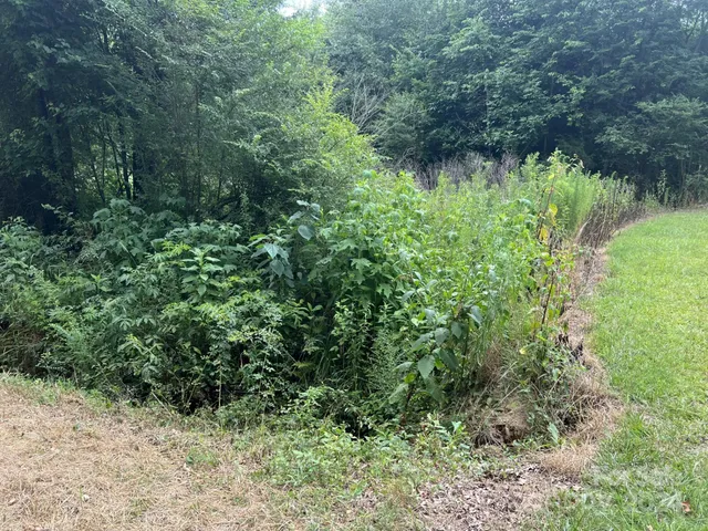a view of a lush green forest with trees and some plants