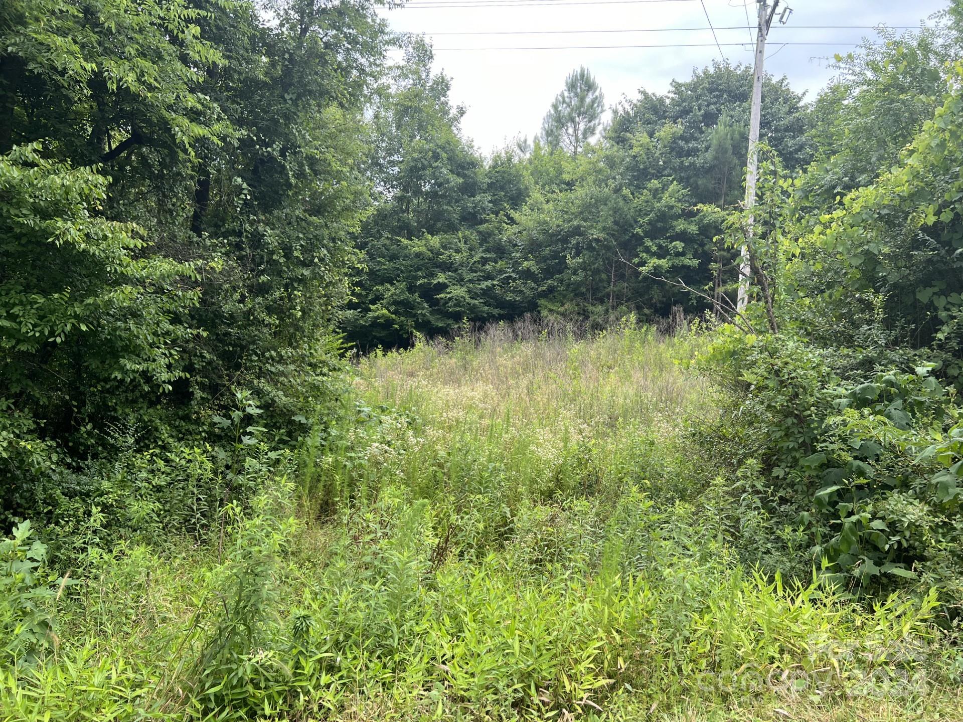0 Cottonville Road Norwood, NC 28128 - Photo 2 of 8 a view of a lush green forest with trees and some plants