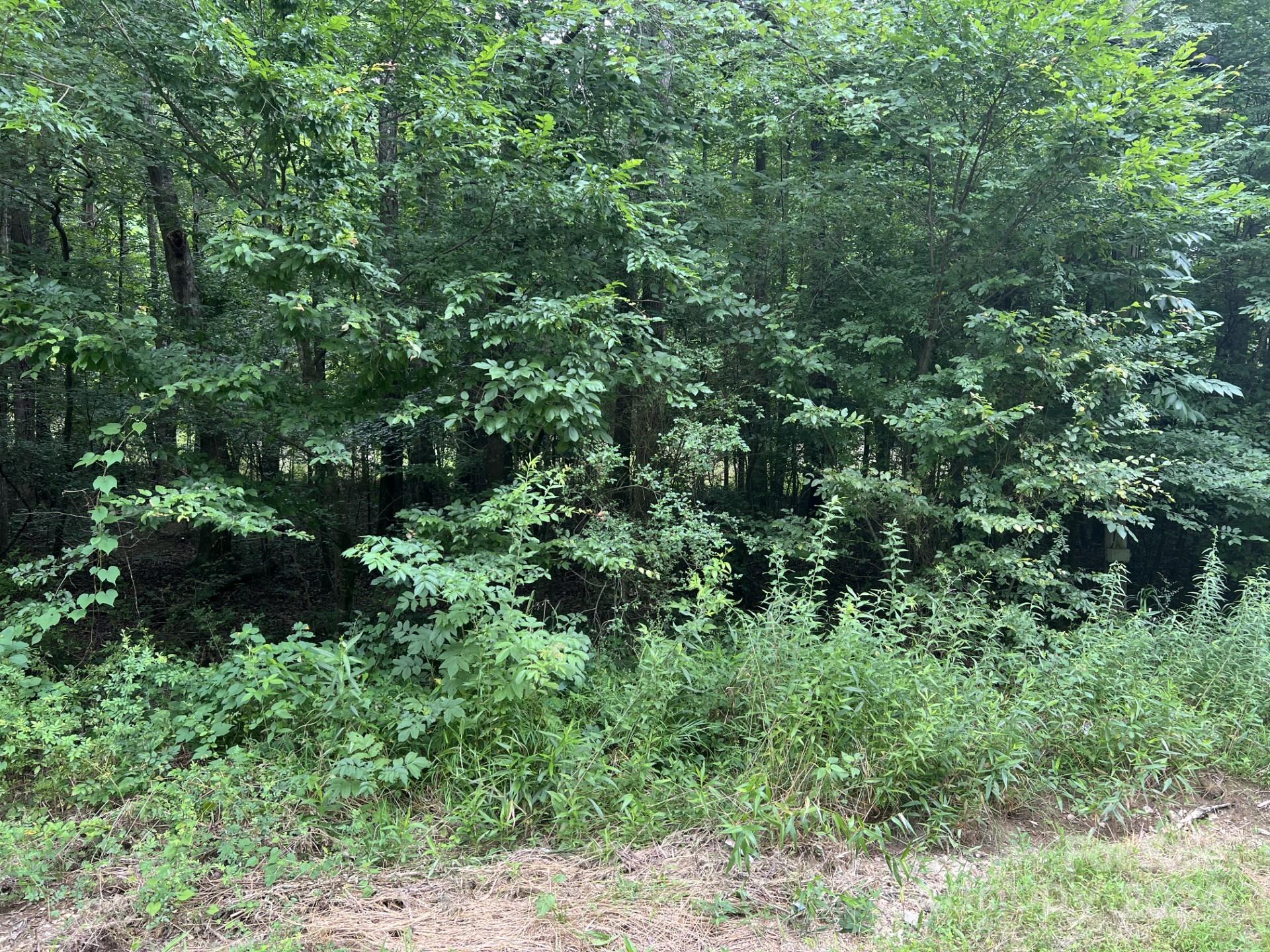 0 Cottonville Road Norwood, NC 28128 - Photo 8 of 8 a view of a lush green forest with trees and bushes