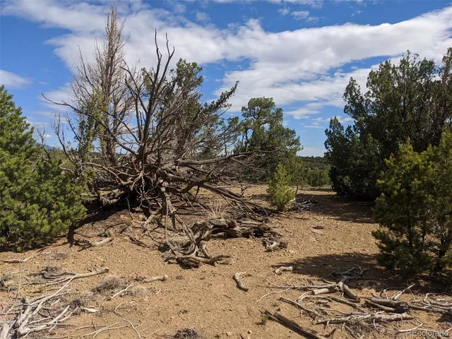 a view of a yard with trees