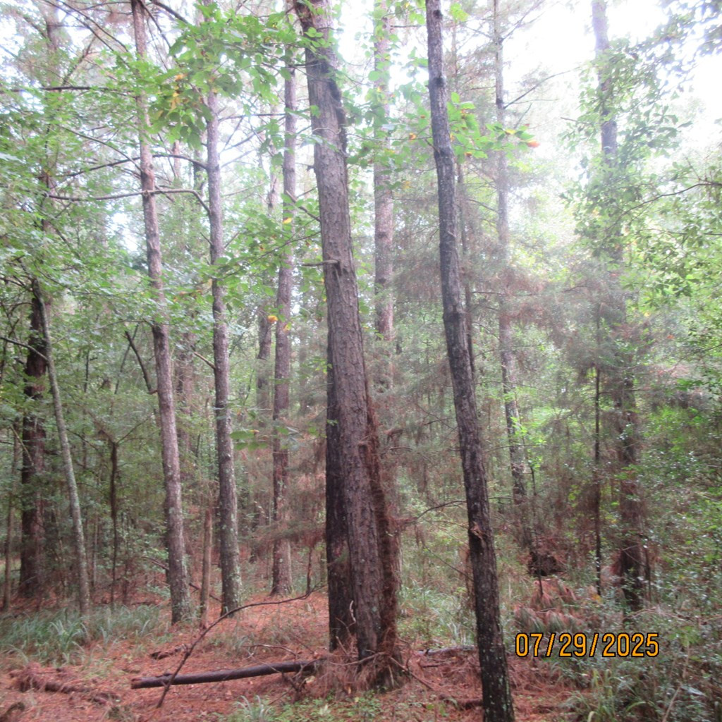 0 Hardy Williams Road Pinola, MS 39149 - Photo 11 of 11 Photo 11