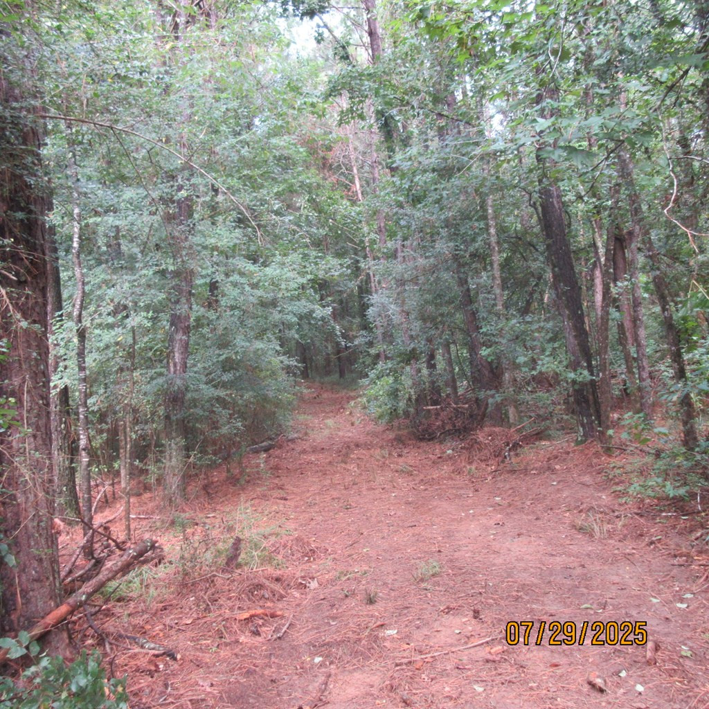 0 Hardy Williams Road Pinola, MS 39149 - Photo 3 of 11 Photo 3