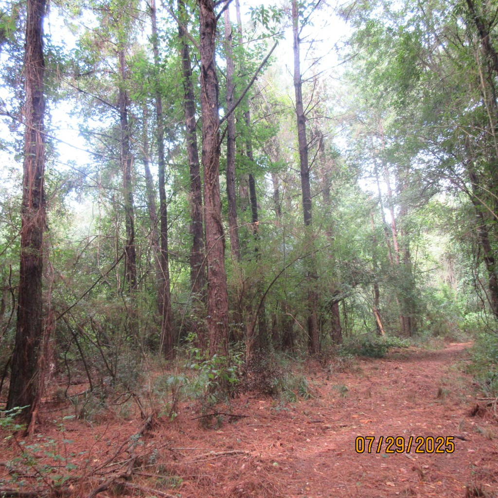 0 Hardy Williams Road Pinola, MS 39149 - Photo 4 of 11 Photo 4