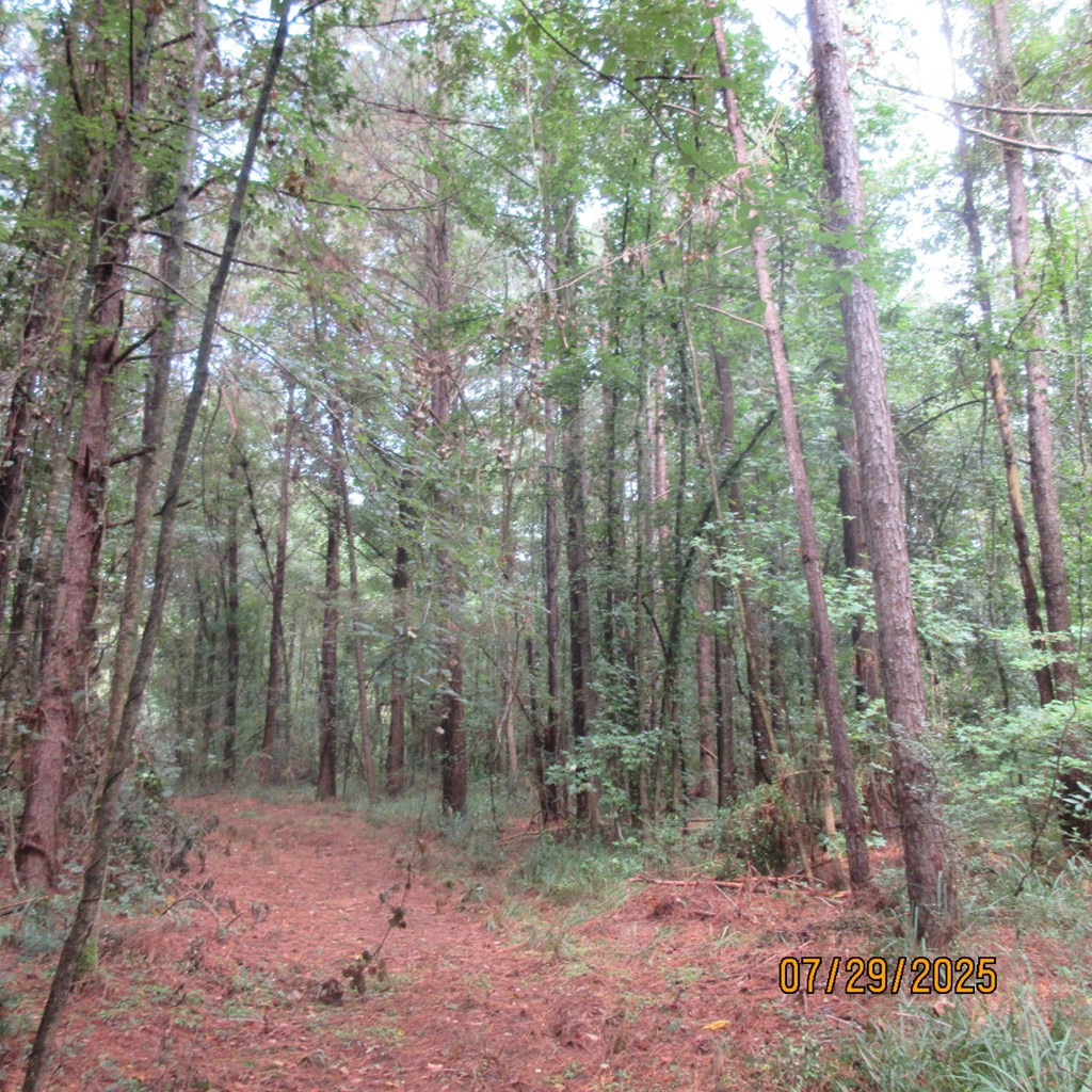 0 Hardy Williams Road Pinola, MS 39149 - Photo 5 of 11 Photo 5