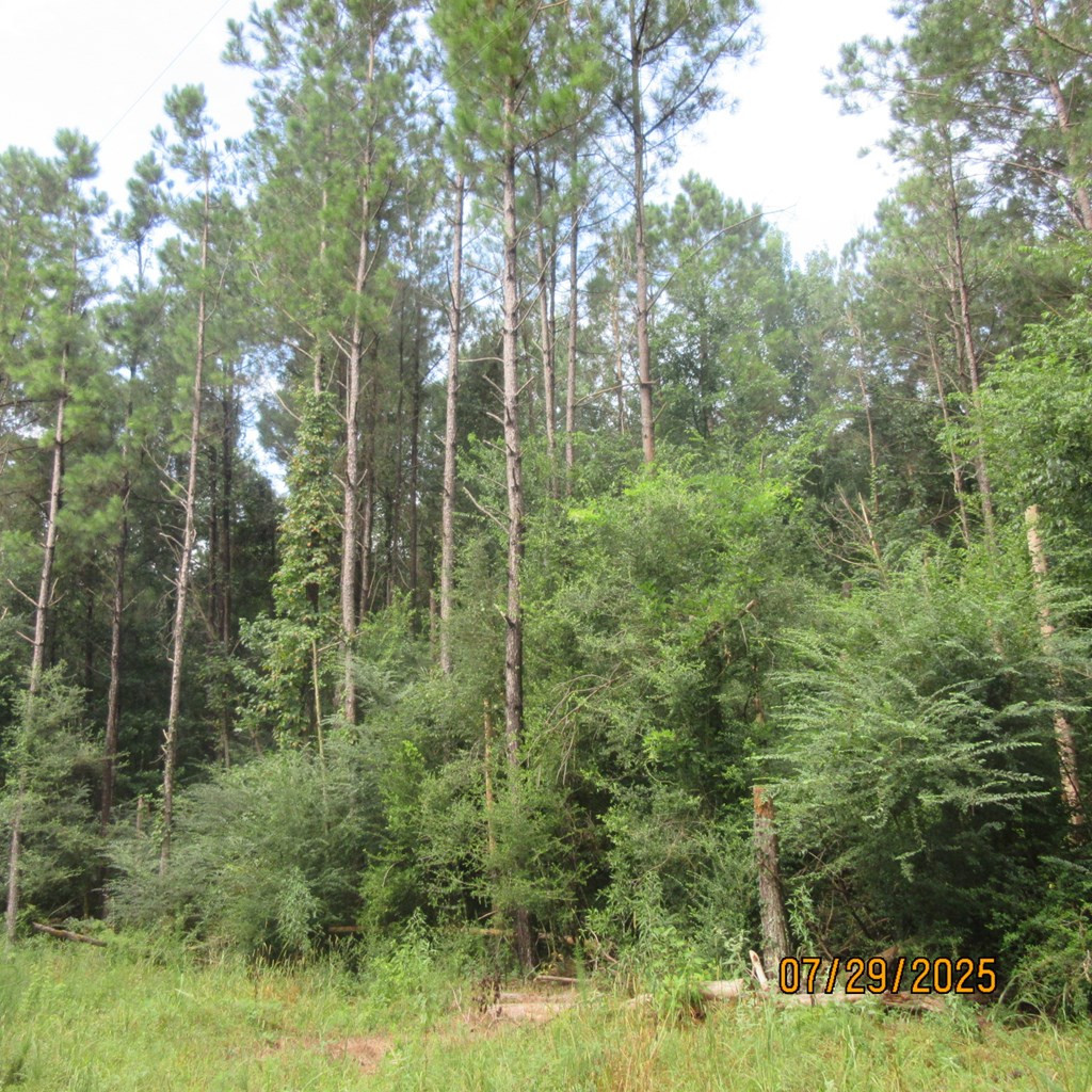 0 Hardy Williams Road Pinola, MS 39149 - Photo 6 of 11 Photo 6