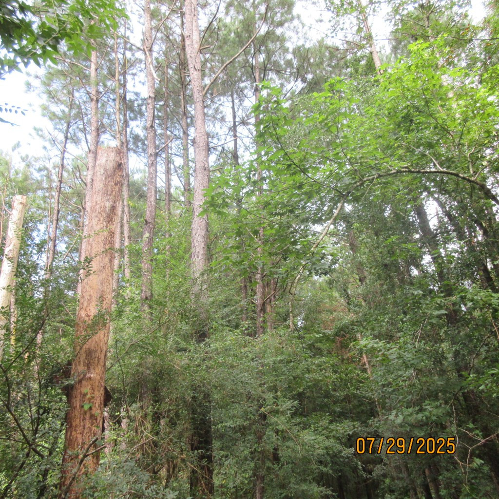 0 Hardy Williams Road Pinola, MS 39149 - Photo 7 of 11 Photo 7