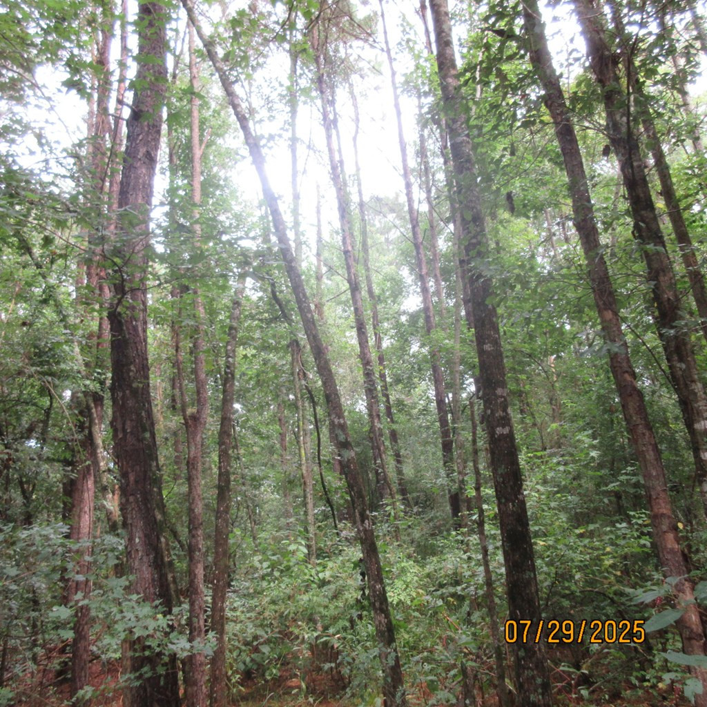 0 Hardy Williams Road Pinola, MS 39149 - Photo 8 of 11 Photo 8