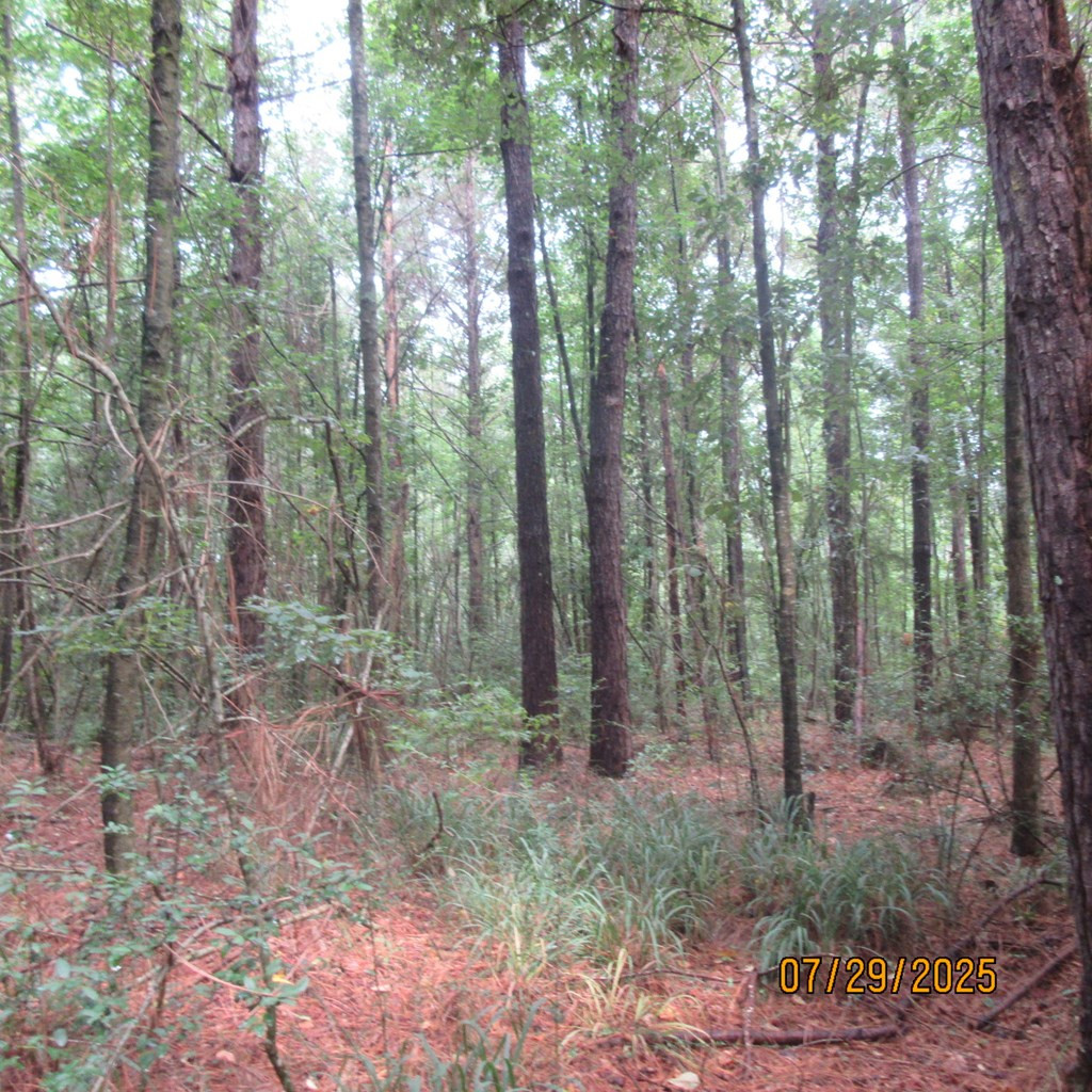 0 Hardy Williams Road Pinola, MS 39149 - Photo 9 of 11 Photo 9