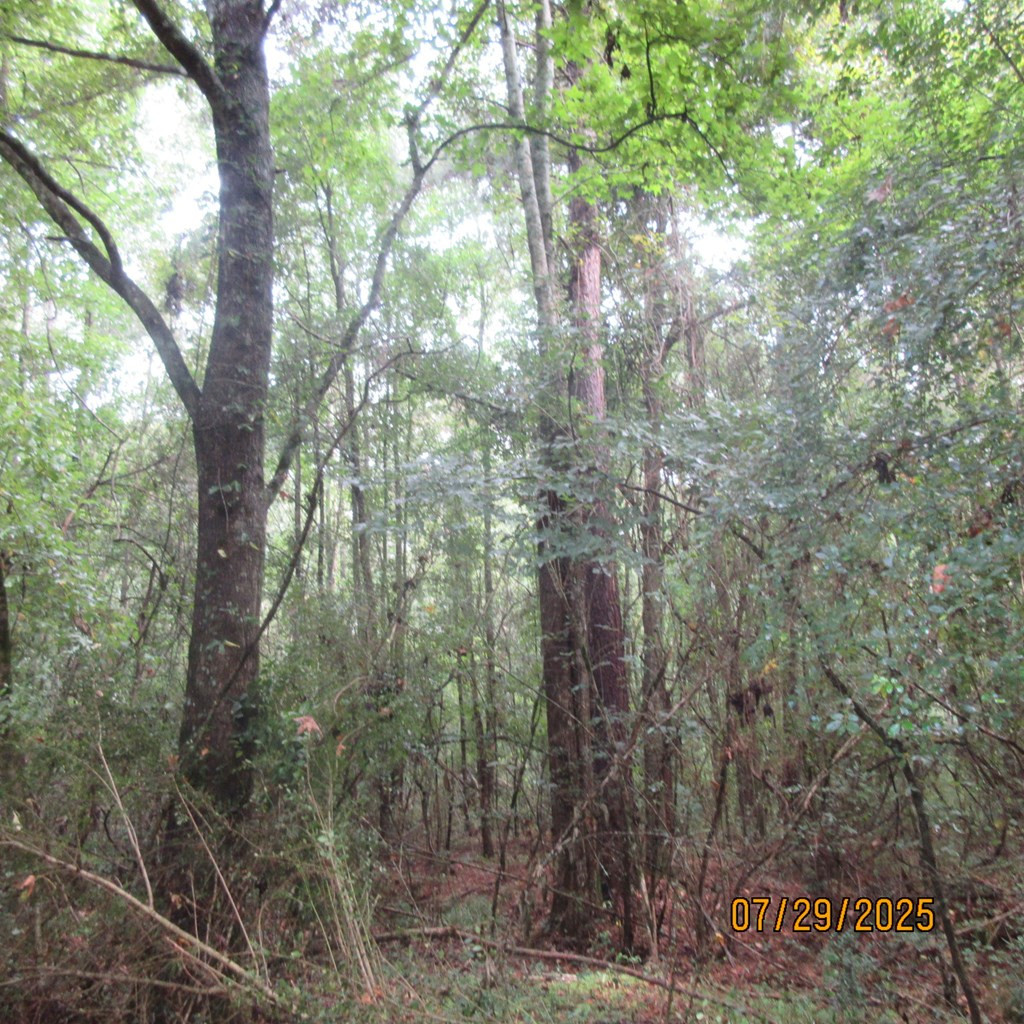 0 Hardy Williams Road Pinola, MS 39149 - Photo 10 of 11 Photo 10