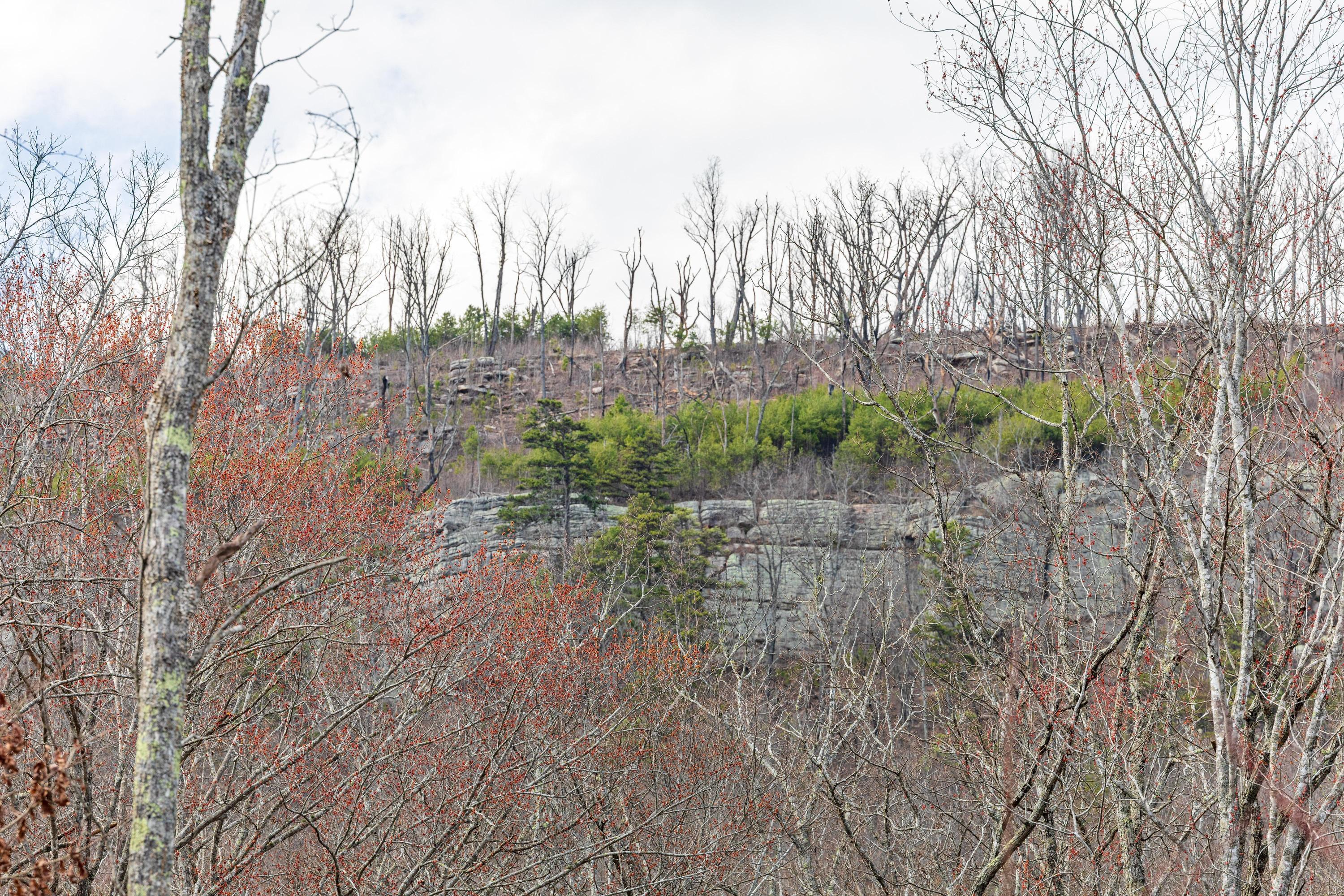 0 Lee Station Mountain Road, Unit TRACT 90 Pikeville, TN 37367 - Photo 23 of 31 2025_03_March_0_Bench_Rd_0021