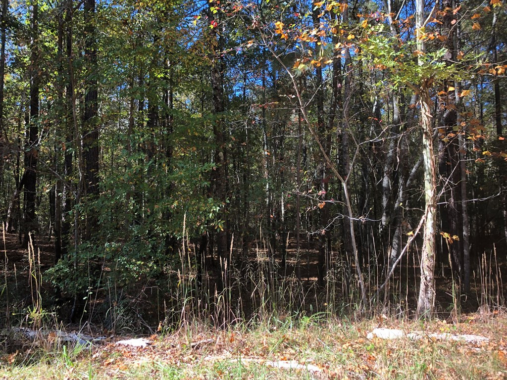 0 Settlement Road Dalzell, SC 29040 - Photo 4 of 11