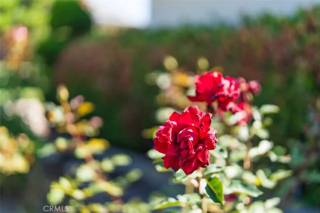 a view of a tree with a plant