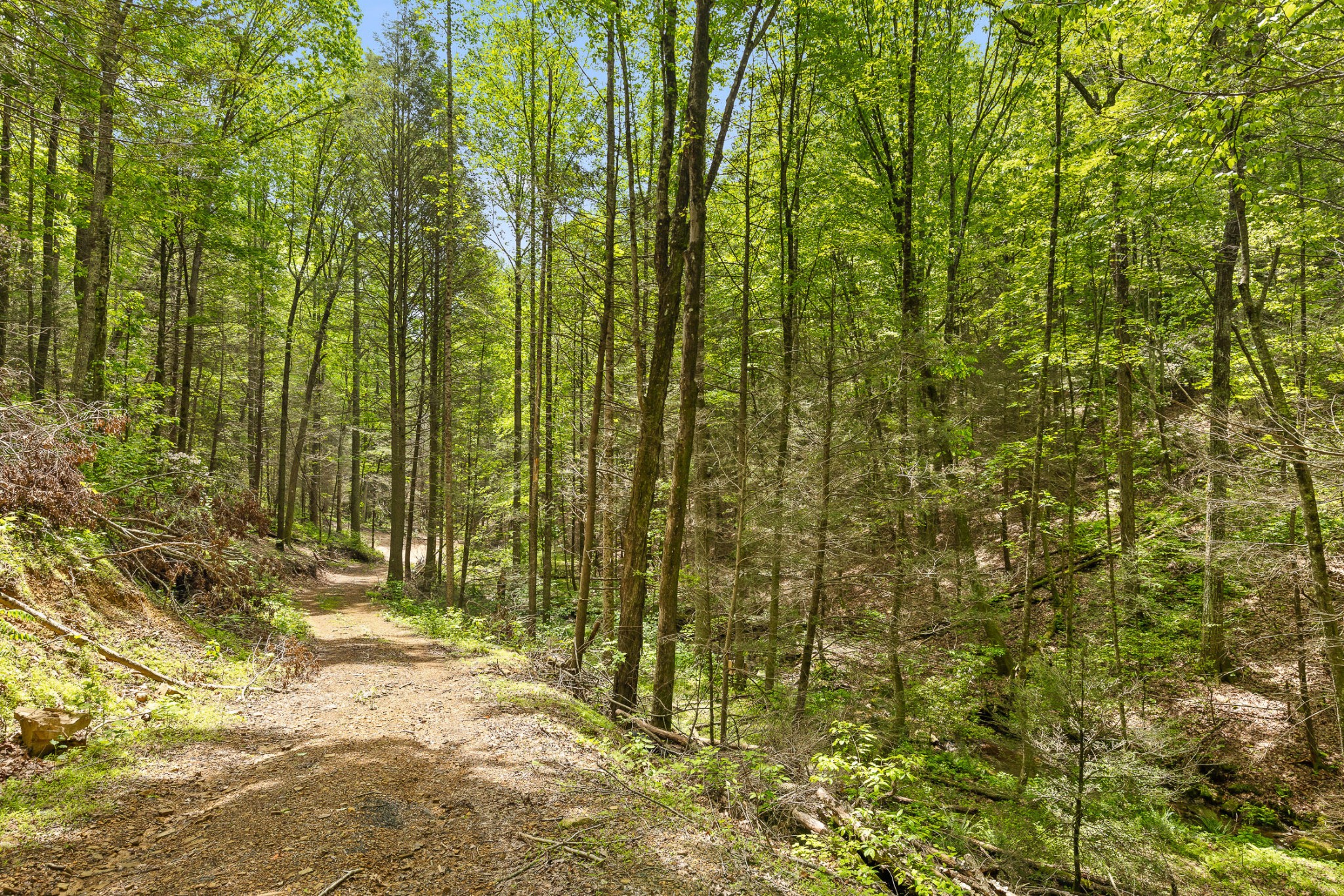 0 Dandy Road Signal Mountain, TN 37377 - Photo 13 of 40 Gallery Image 13