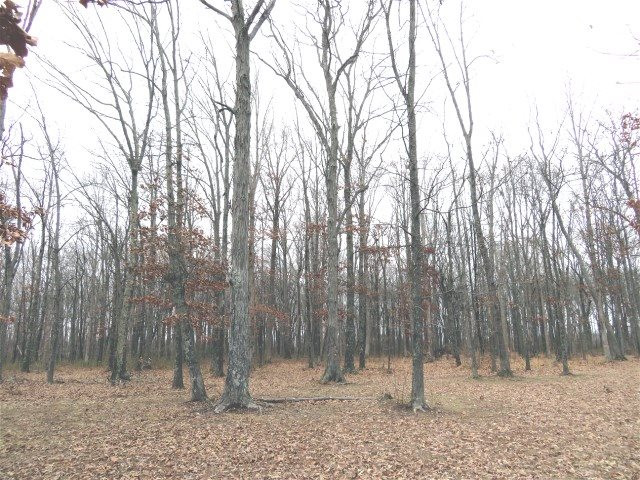 0 Rice Humphrey Road, Unit TRACT 2 Puryear, TN 38251 - Photo 1 of 1 Photo 1