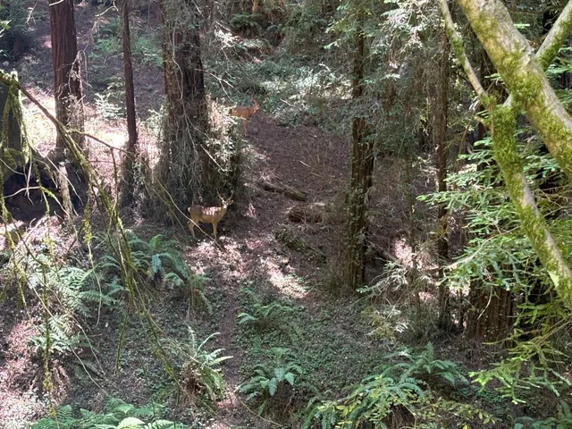 a view of a tree in a yard