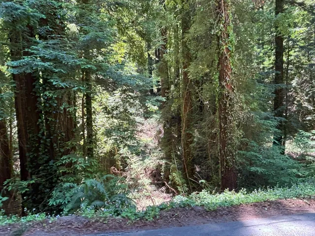 a view of a yard with plants and trees