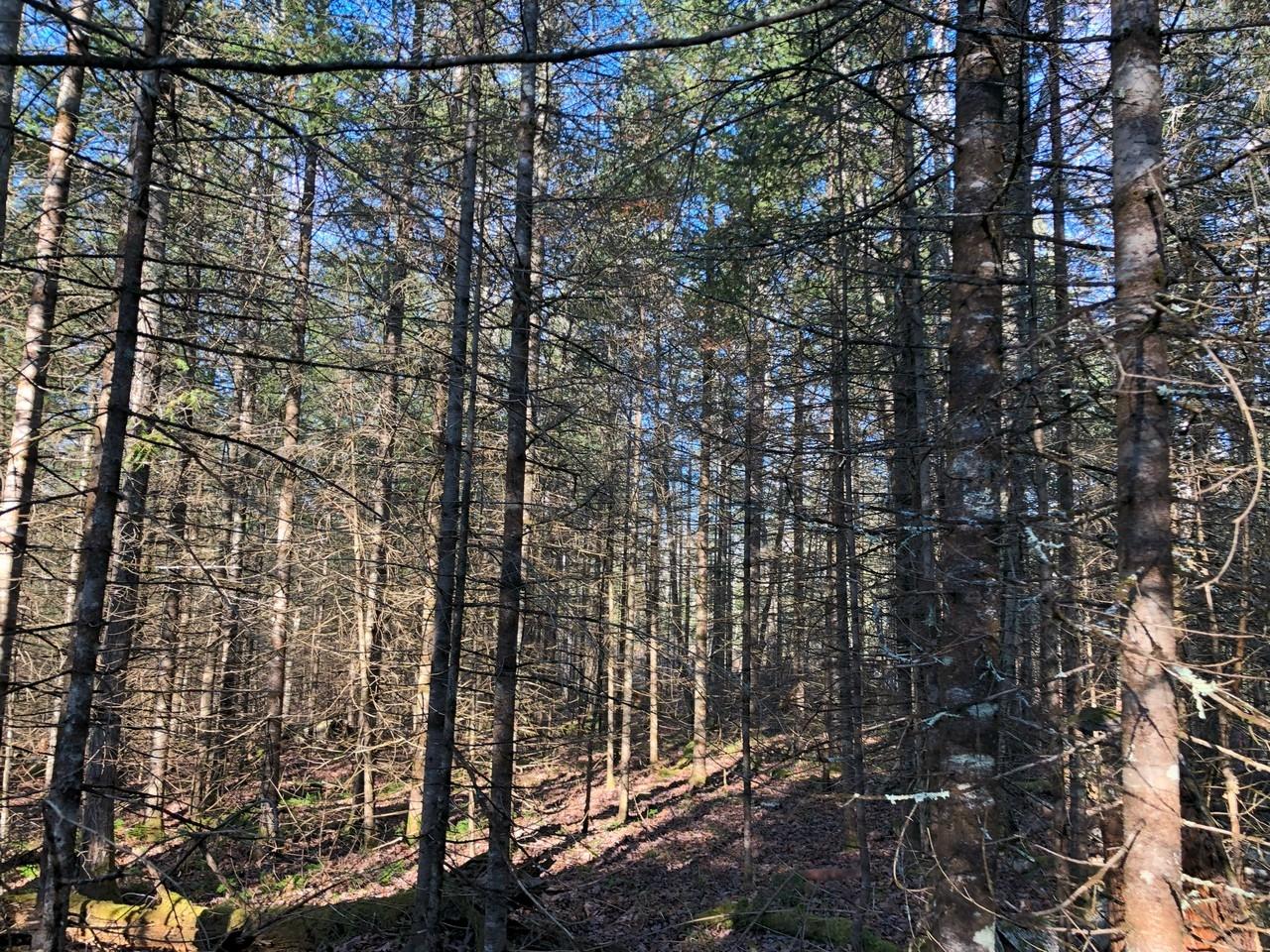 Off East Bay Road, Unit LOT 5 Presque Isle, WI 54557 - Photo 17 of 29 Gallery Image 17