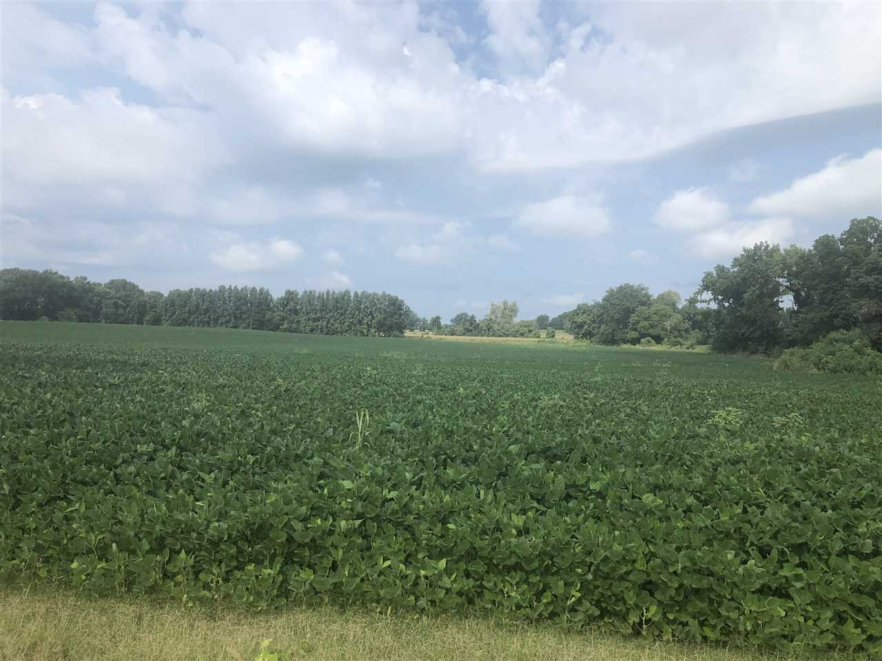 325 Holland Road Newbern, TN 38059 - Photo 1 of 1 Photo 1