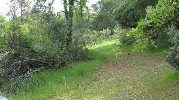 a view of a lush green forest