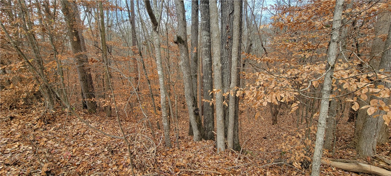 0 Gum Court Westminster, SC 29693 - Photo 2 of 22