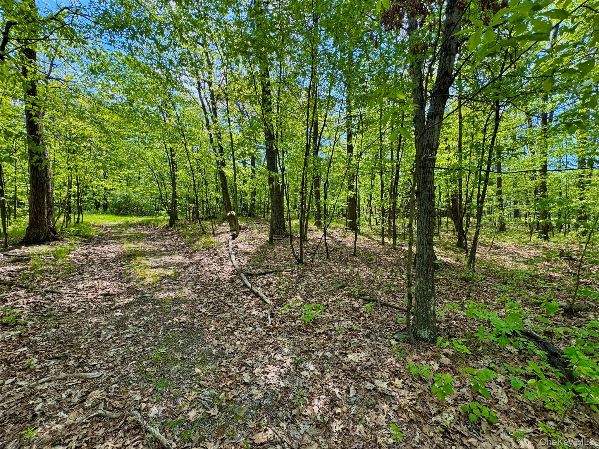 Tbd Bill Matter Road Climax, NY 12042 - Photo 7 of 19 a view of a forest with trees in the background