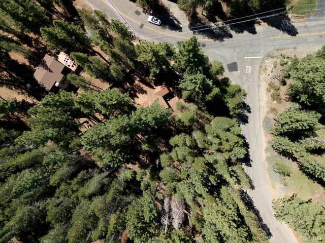 a view of a tree in a garden