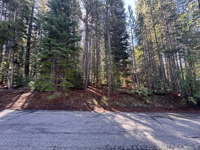 a view of a forest with trees