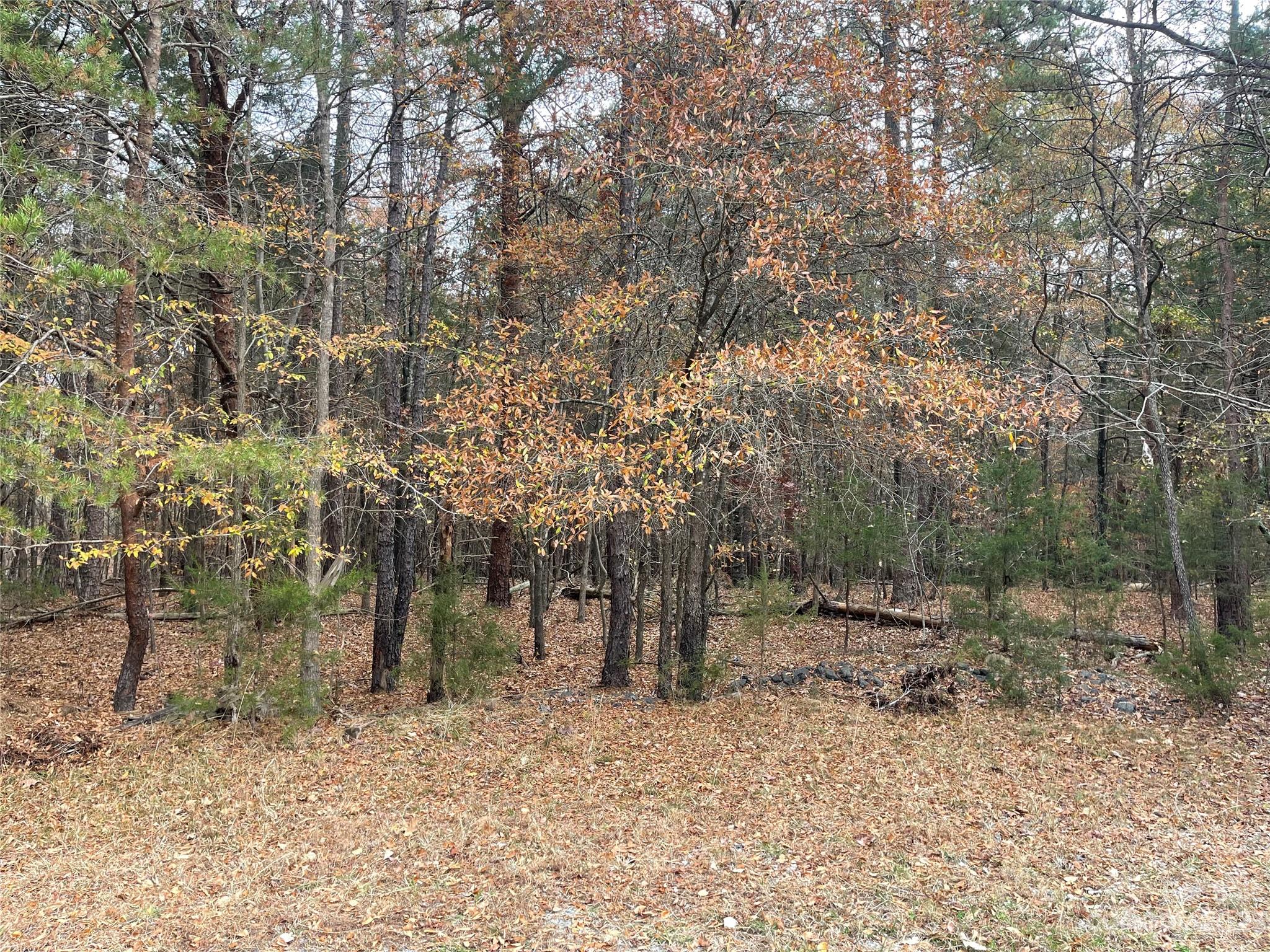 a view of a forest filled with trees