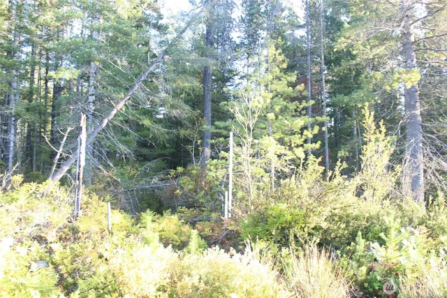 a view of backyard of house