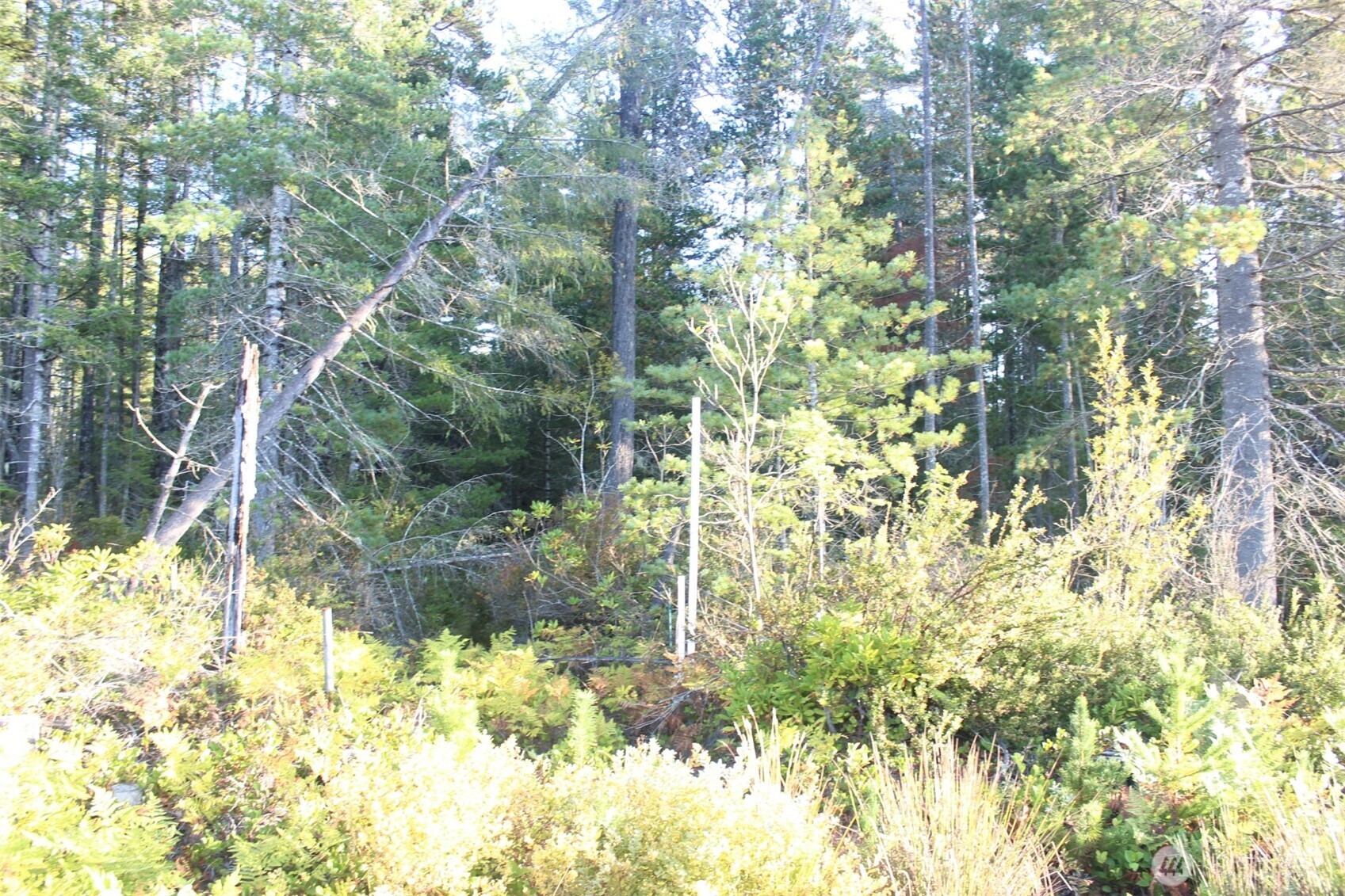 a view of backyard of house