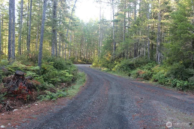 a view of a forest with trees in the background