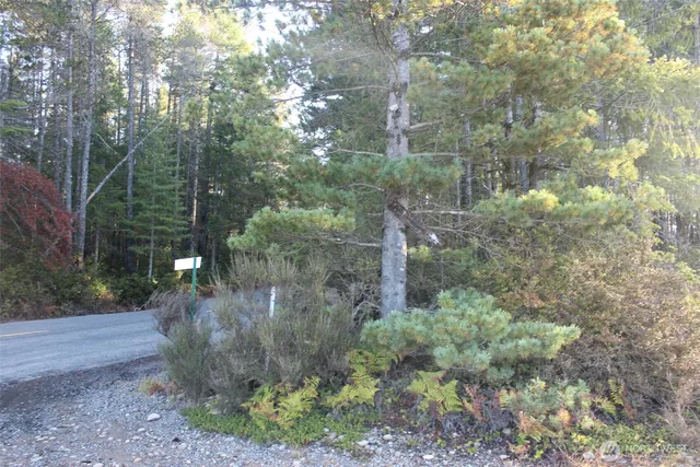 a view of a forest with a trees