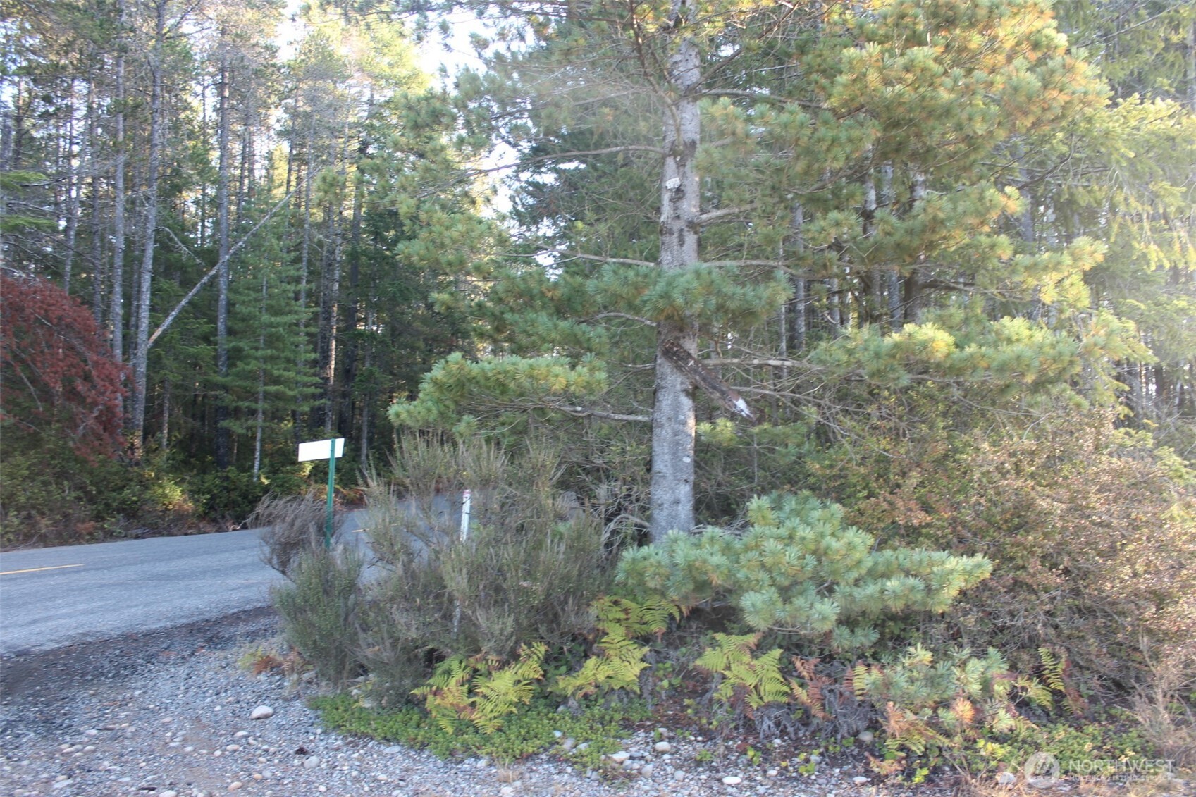 3511 Northeast Tahuya Blacksmith Road Tahuya, WA 98588 - Photo 6 of 10 a view of a forest with a trees