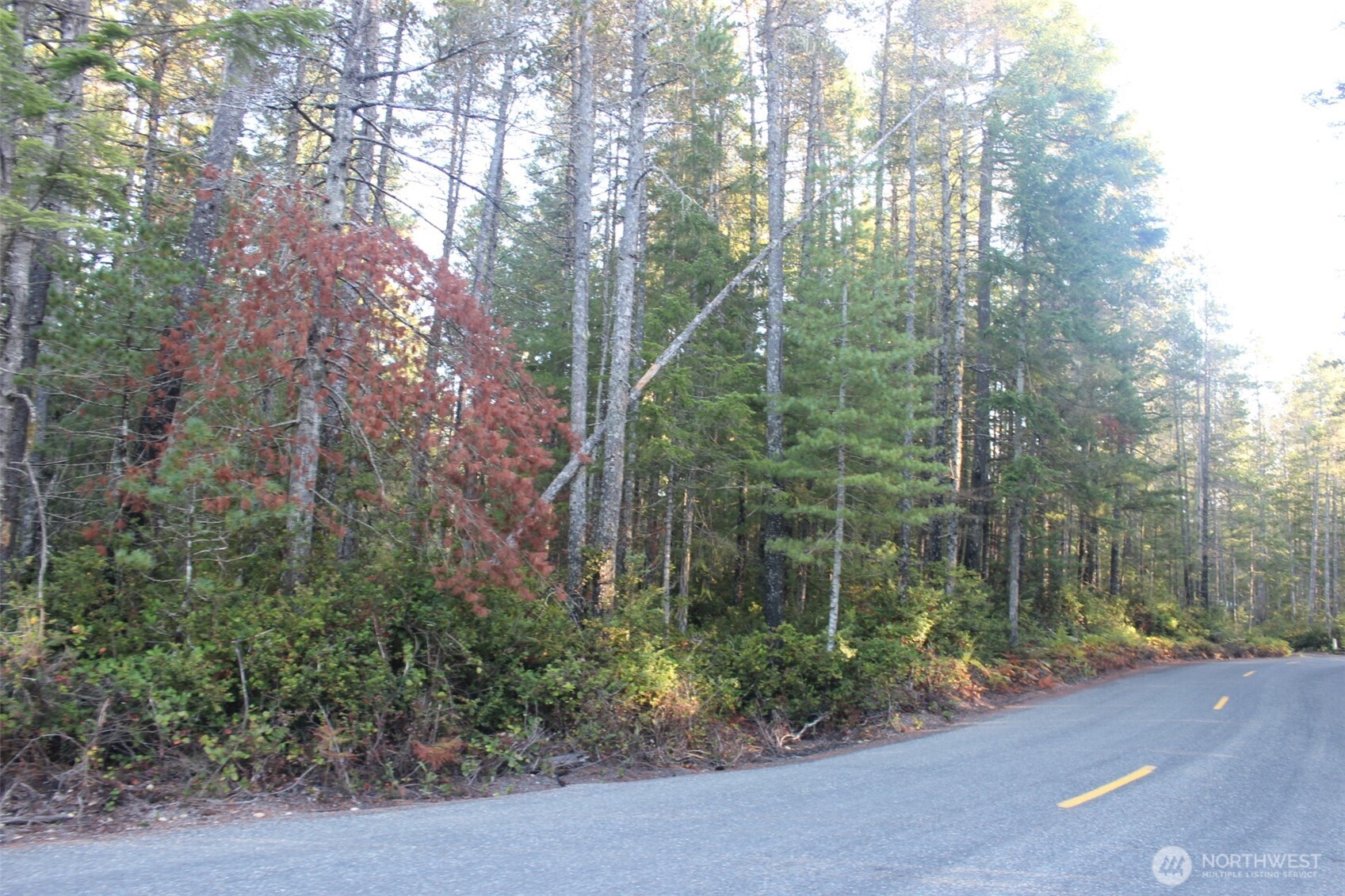 3511 Northeast Tahuya Blacksmith Road Tahuya, WA 98588 - Photo 7 of 10 a view of a forest with a trees