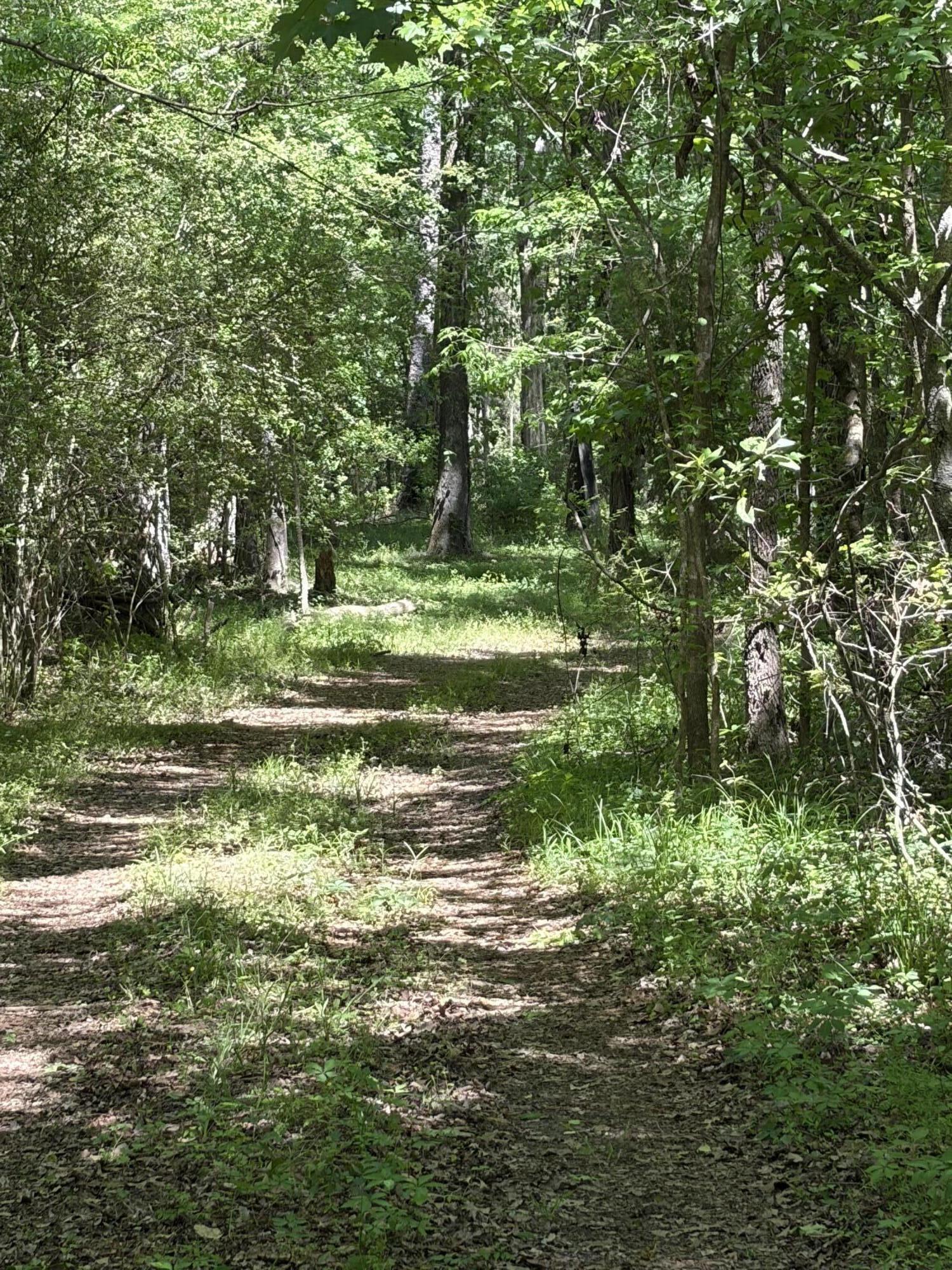 0 Thicket Lane St. Stephen, SC 29479 - Photo 2 of 5 IMG_6662
