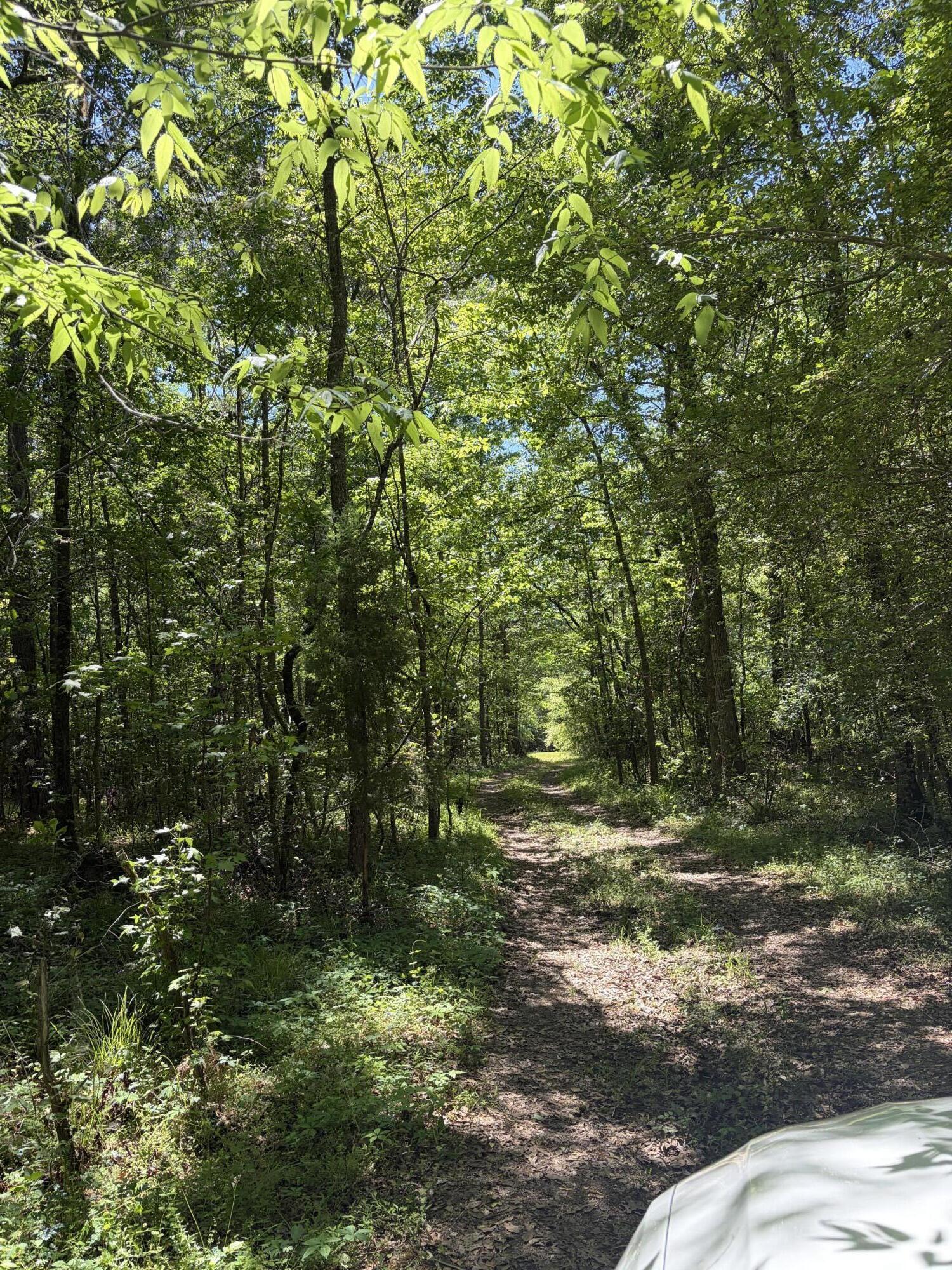 0 Thicket Lane St. Stephen, SC 29479 - Photo 3 of 5 IMG_6665