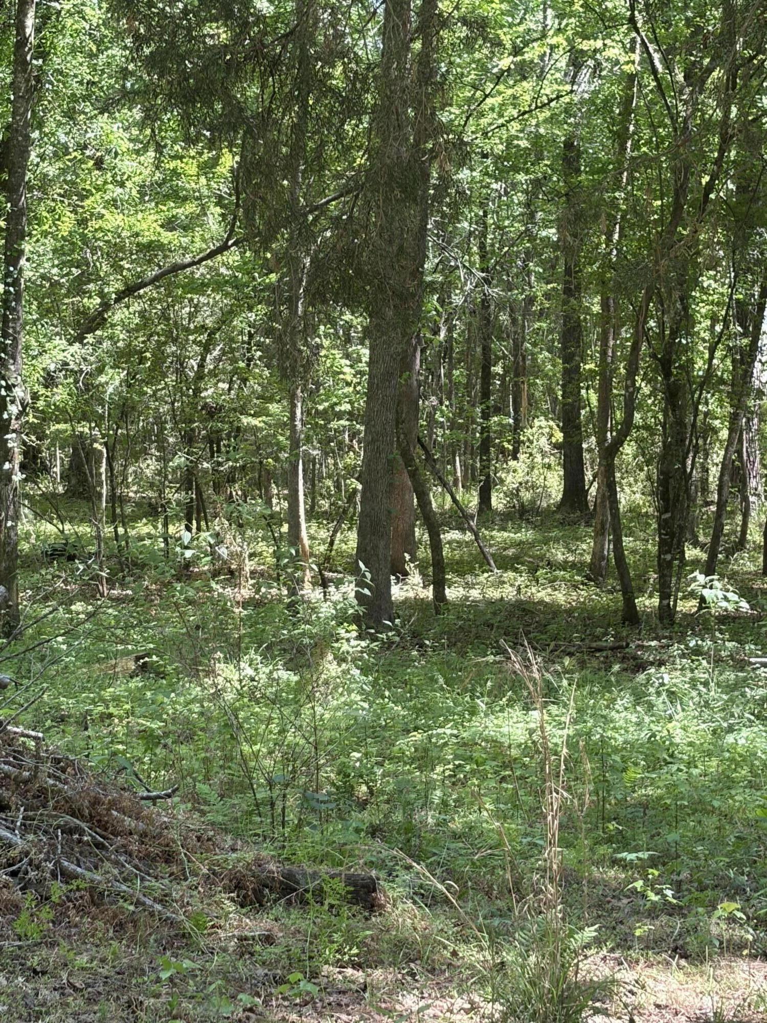 0 Thicket Lane St. Stephen, SC 29479 - Photo 4 of 5 IMG_6664