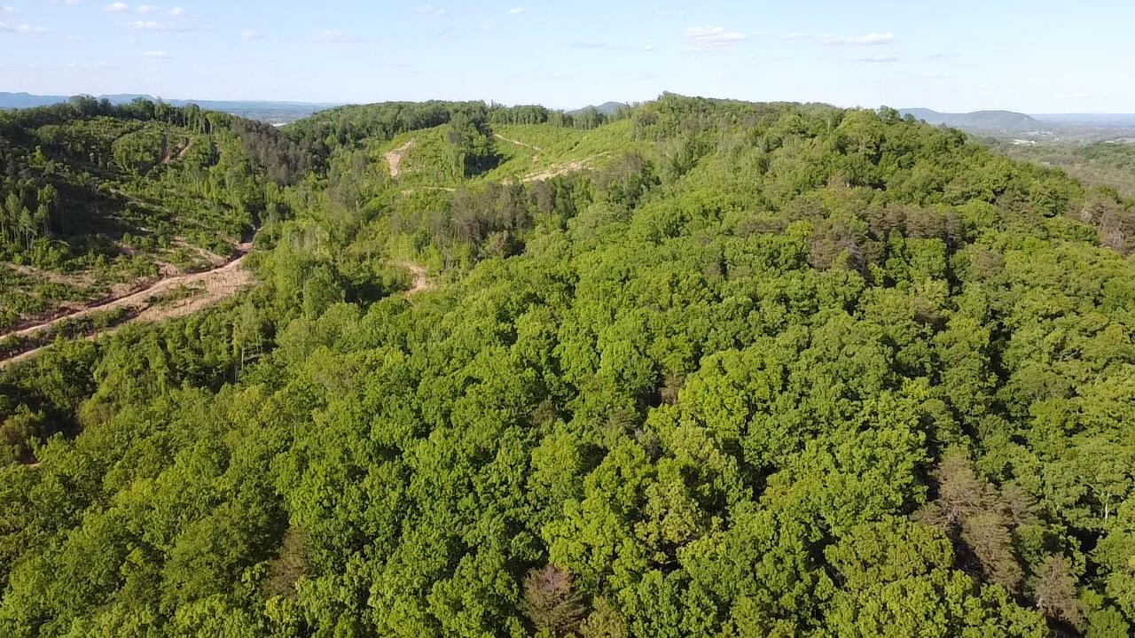 Tbd Mt Hope Road Mohawk, TN 37810 - Photo 14 of 18 Wooded yet acreage to build!