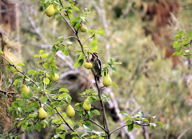 360 Echo Road Mount Charleston, NV 89124 - Photo 64 of 75 Welcome to Mt. Charleston! Wildlife.