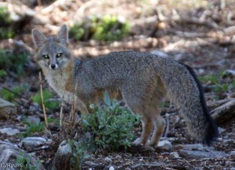 360 Echo Road Mount Charleston, NV 89124 - Photo 66 of 75 Welcome to Mt. Charleston! Wildlife.