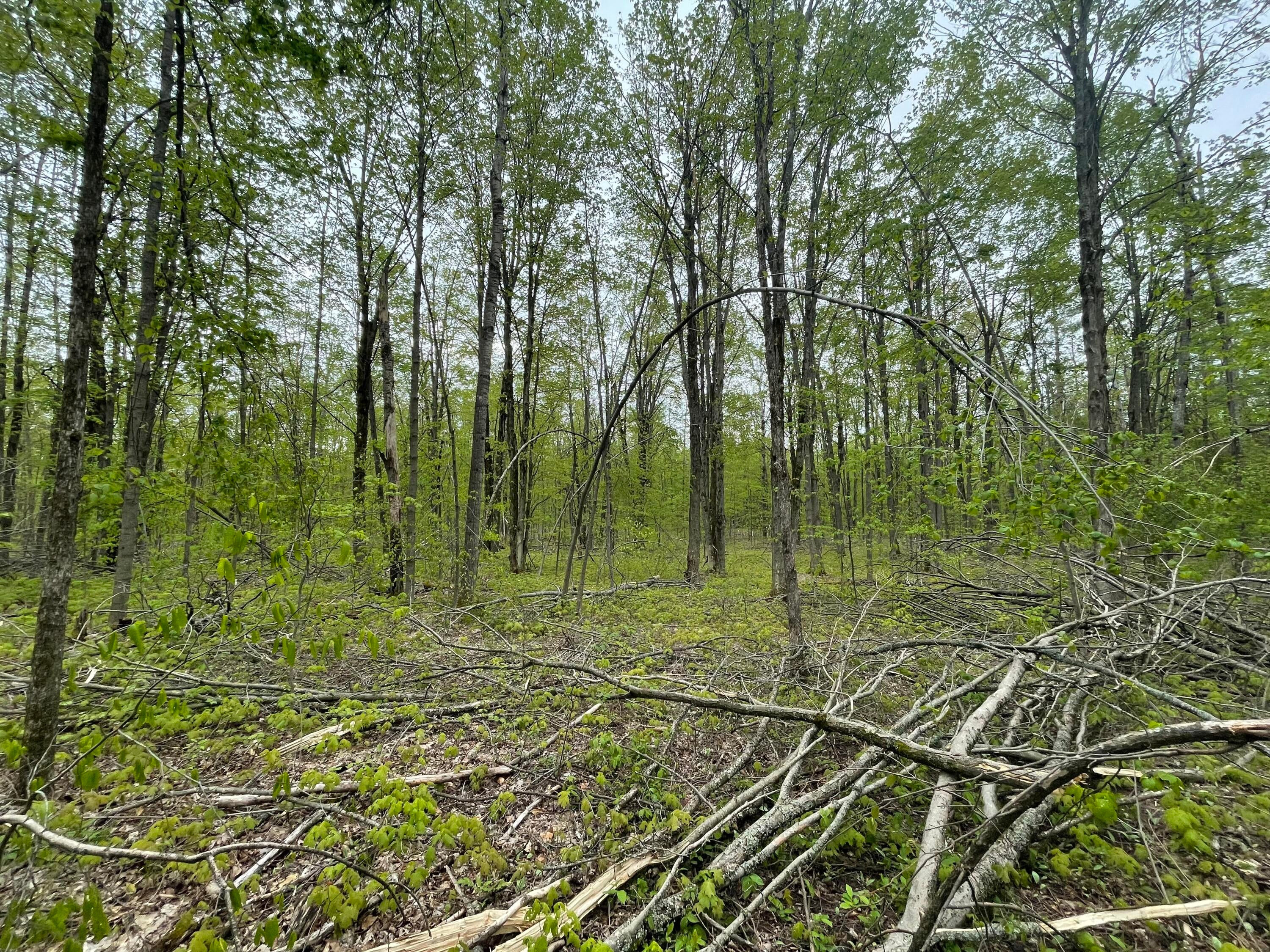 8598 North Sherman Road Grayling, MI 49738 - Photo 31 of 38 Gallery Image 31