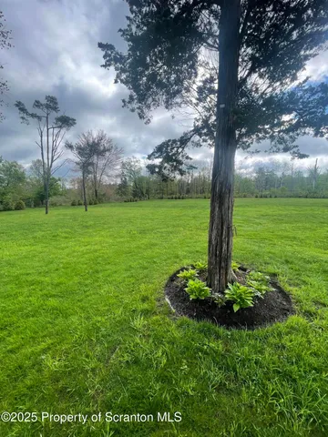 a big yard with lots of green space and plants