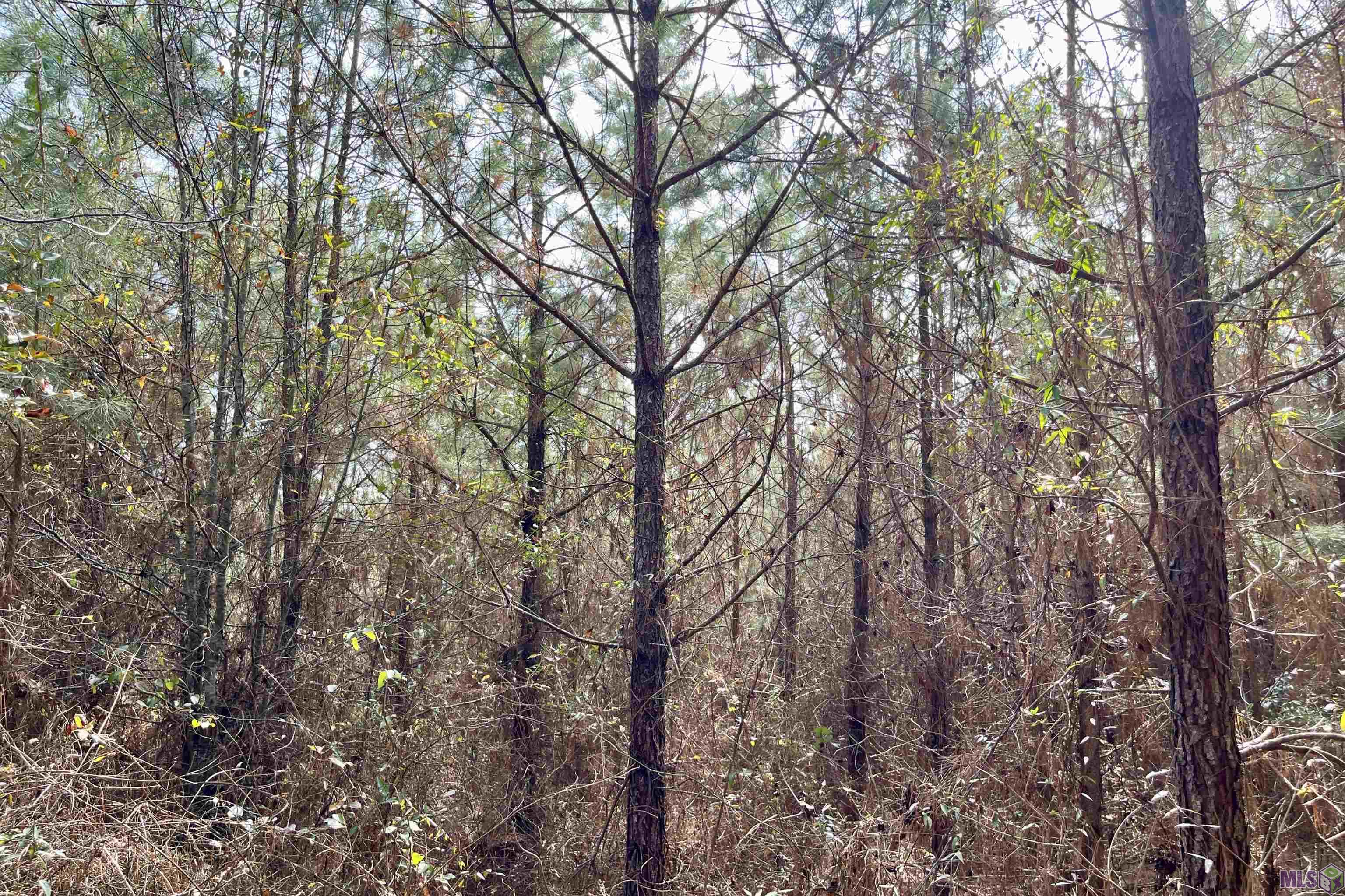 2 Arkansas Road Marion, LA 71260 - Photo 12 of 17