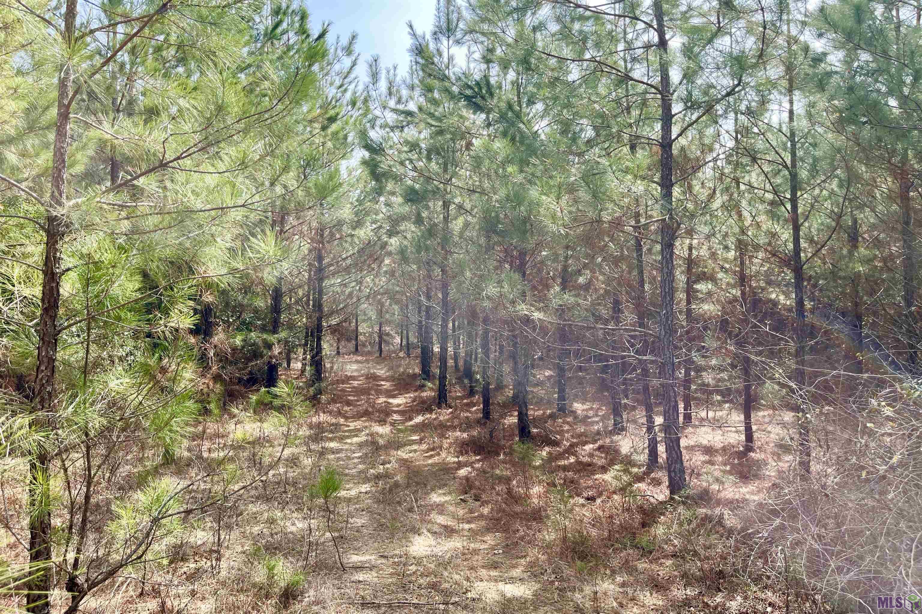 2 Arkansas Road Marion, LA 71260 - Photo 2 of 17