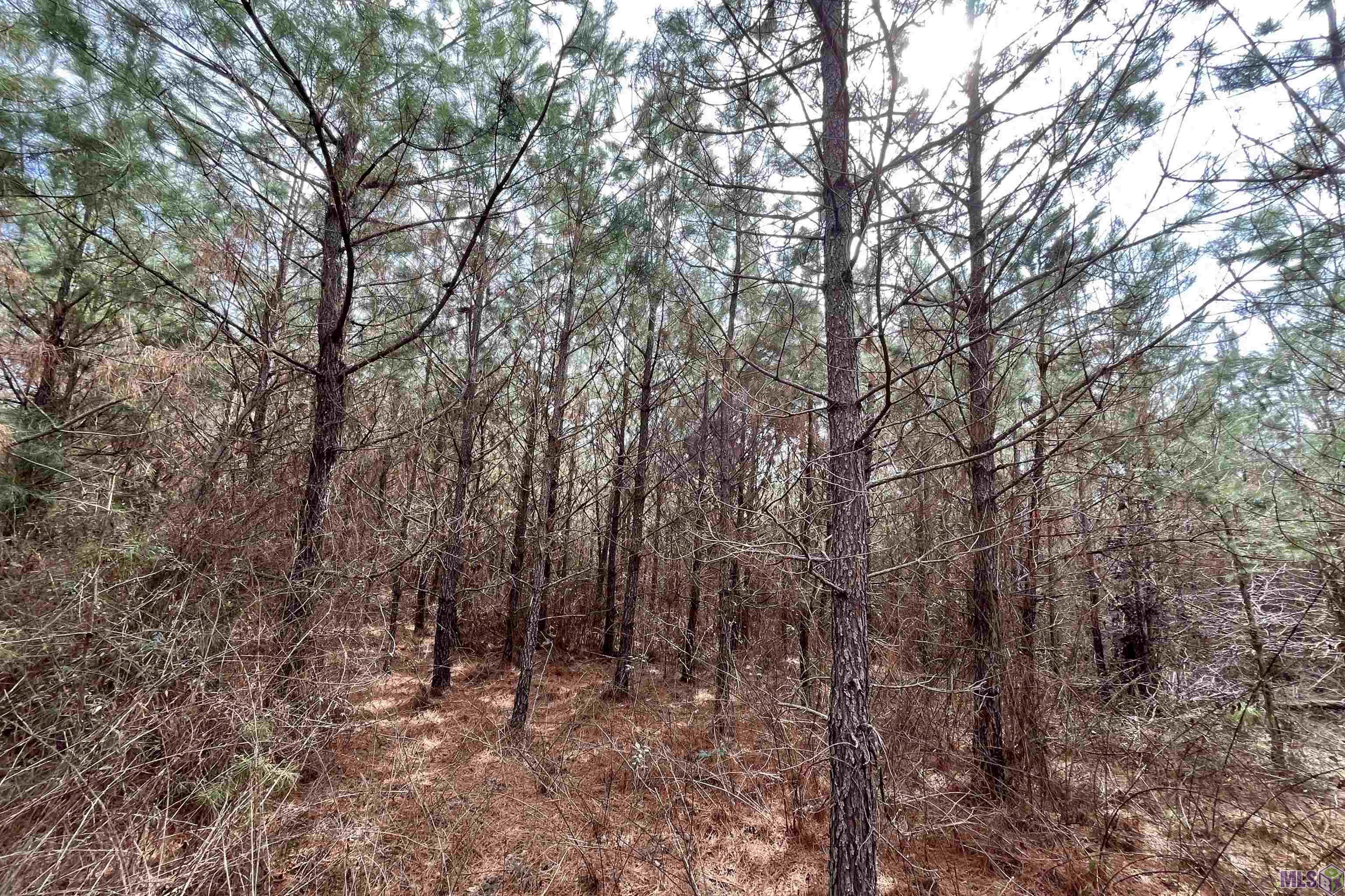 2 Arkansas Road Marion, LA 71260 - Photo 7 of 17