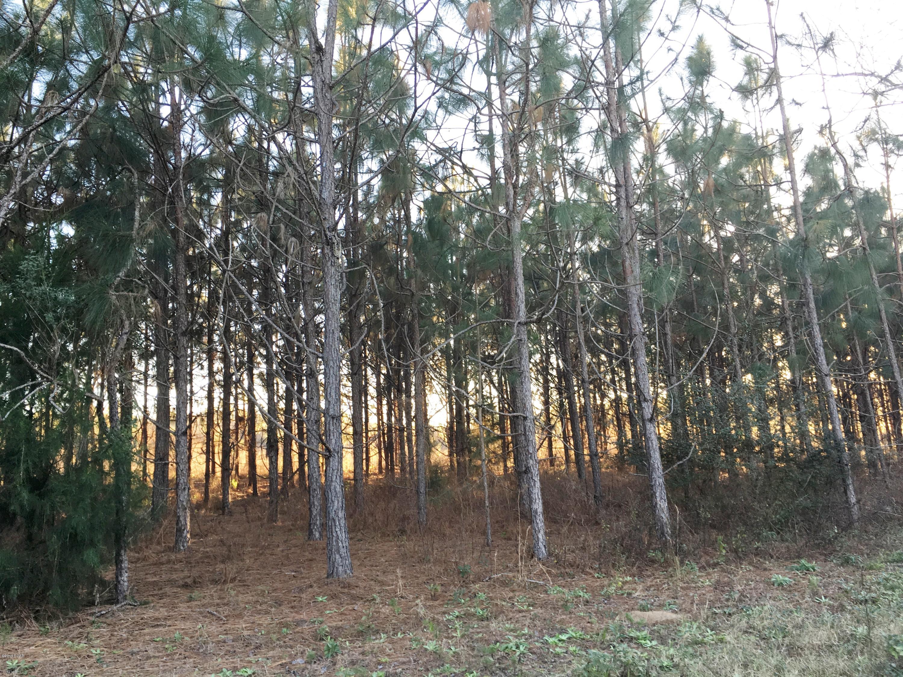 1979 Mutual Road Cottondale, FL 32431 - Photo 11 of 45