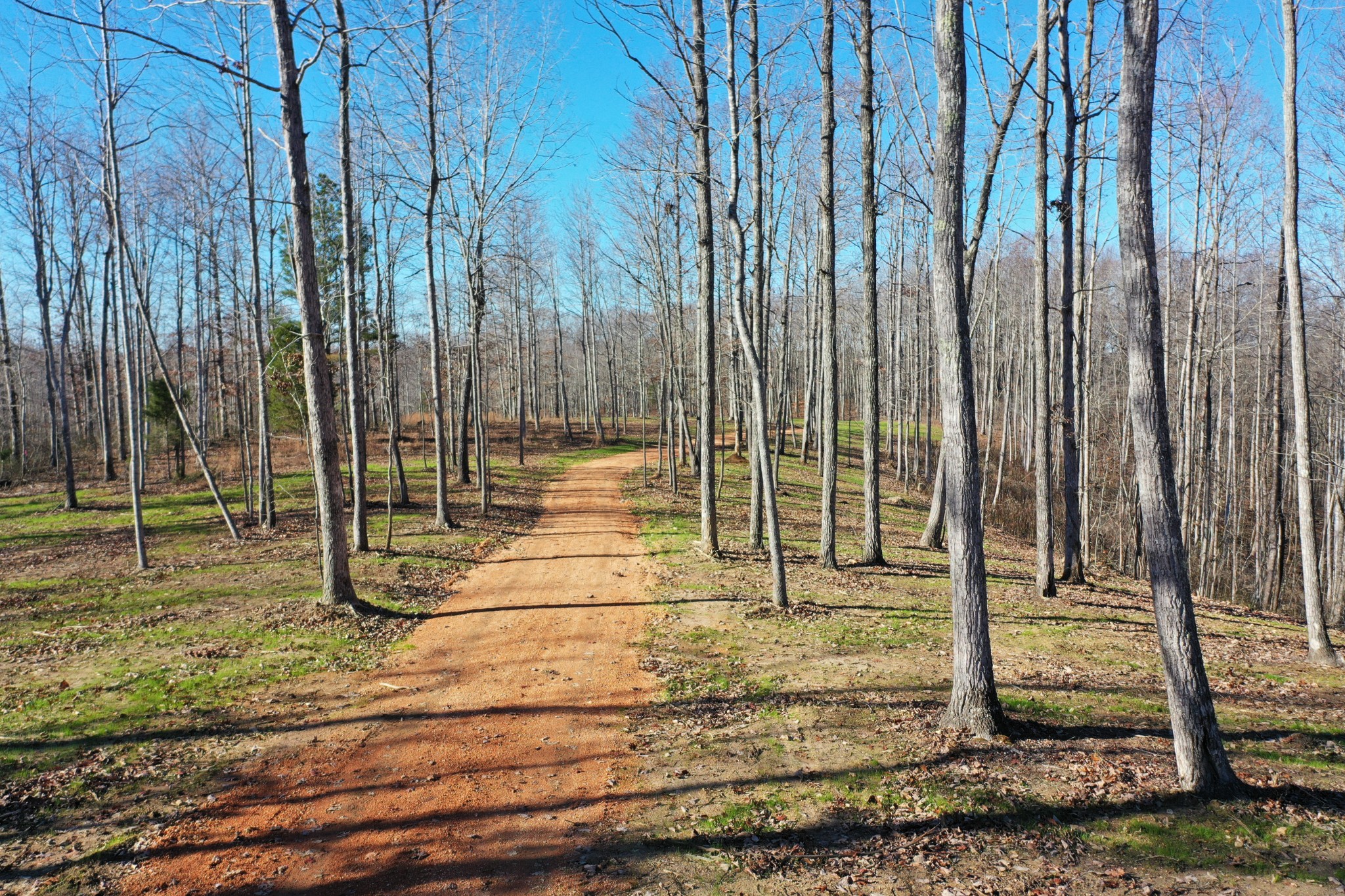 a view of tall trees