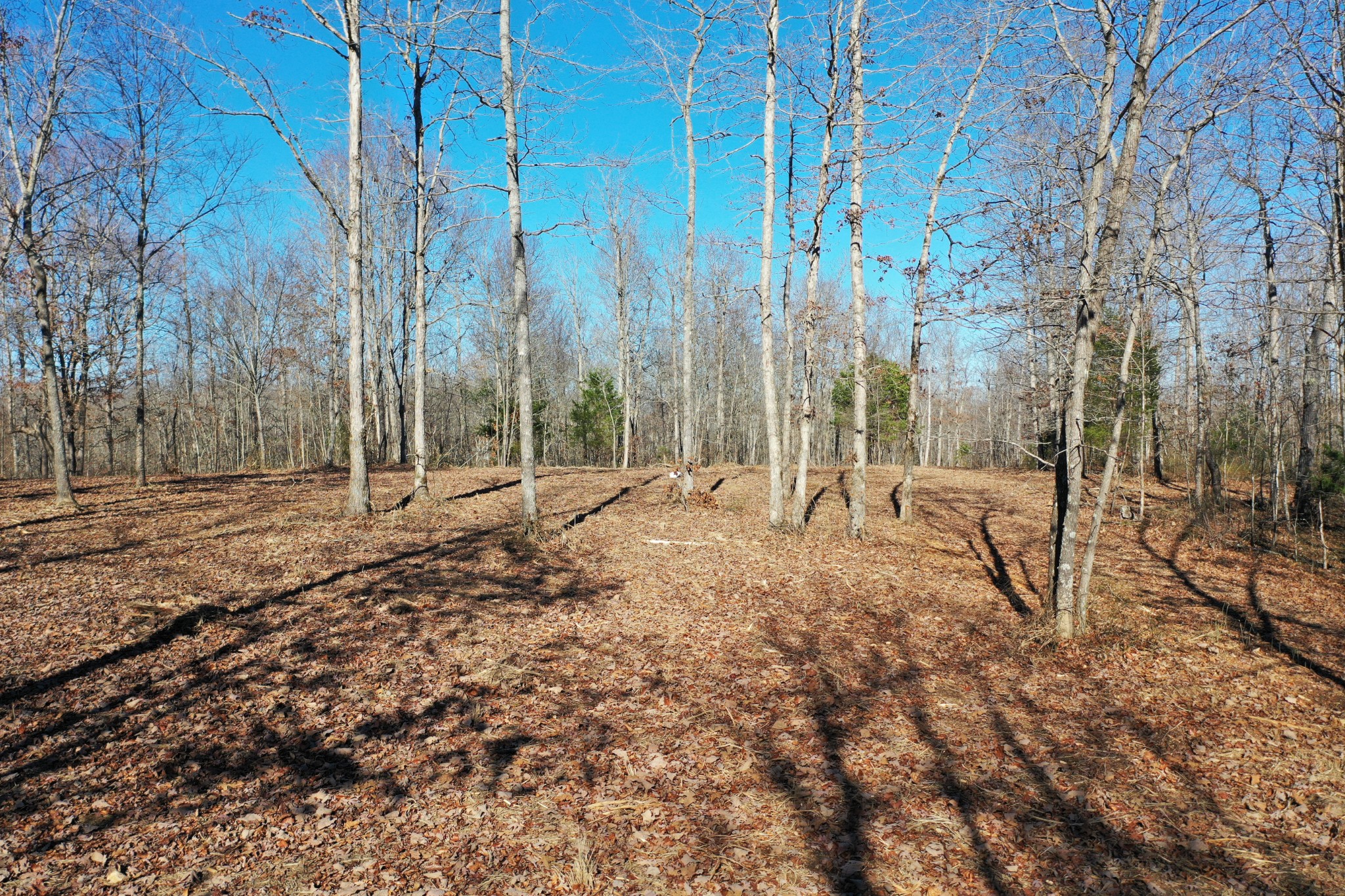 0 Bell Branch Road Nunnelly, TN 37137 - Photo 12 of 22 a view of tall trees with yard