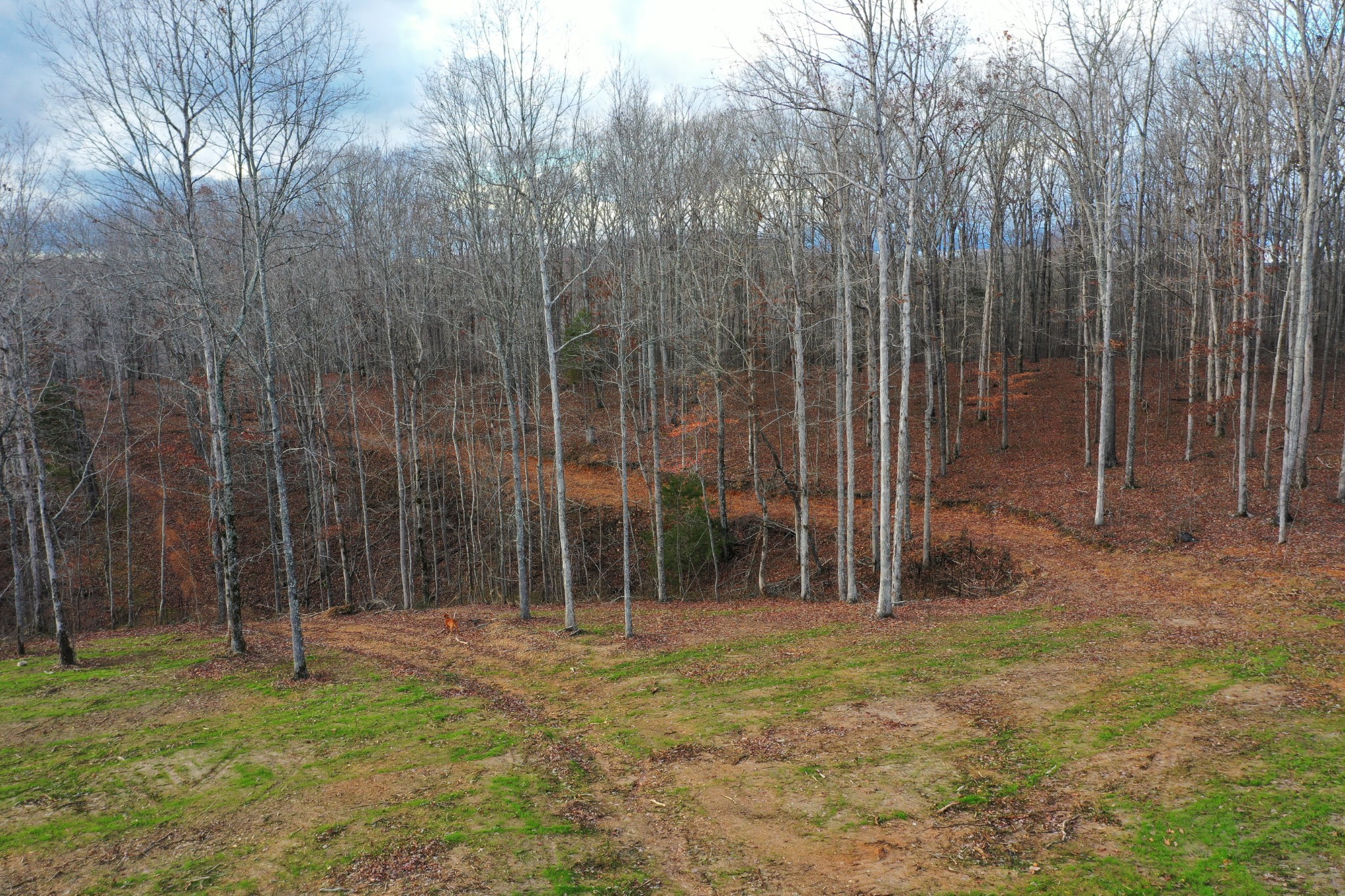 0 Bell Branch Road Nunnelly, TN 37137 - Photo 18 of 22 a backyard of a house with lots of plants and entertaining space